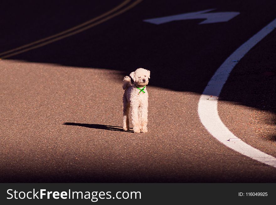 White Toy Poodle Standing on Road at Daytime