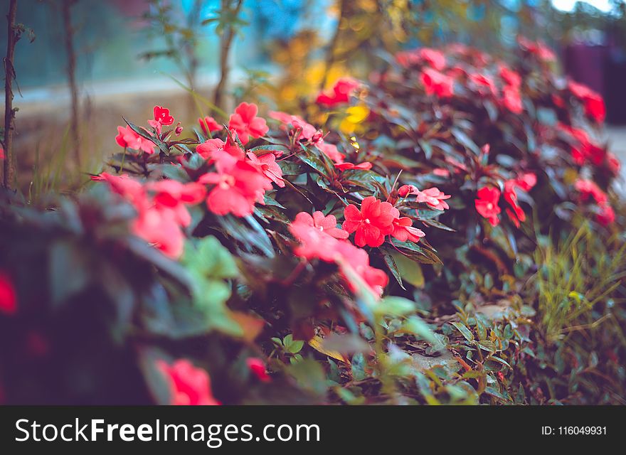Selective Focus Photography of Red Impatiens Flowers