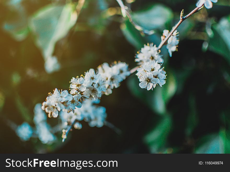 Shallow Focus Photo Of White Petaled Flowers