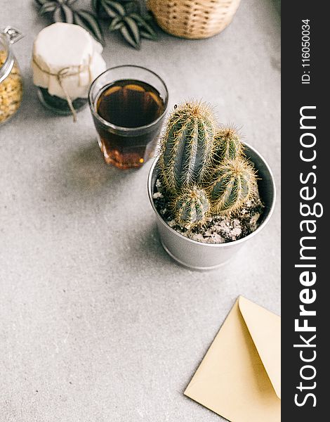 Photo of Green Cactus Plant Beside Clear Drinking Glass