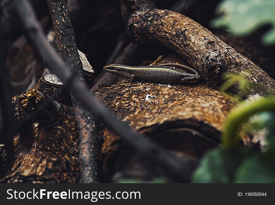 Selective Focus Photo of Black Lizard