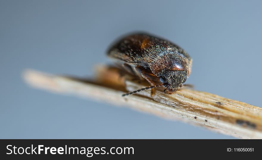 Micro Photography of Black and Brown Bug