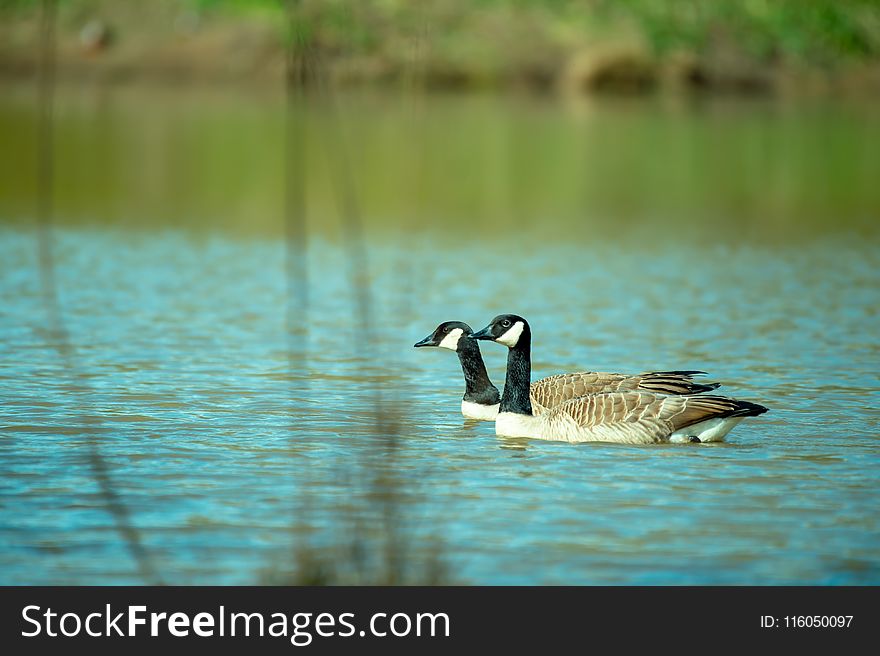 Close-Up Photography of Two Ducks On Water