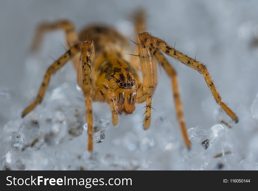 Close-up Photo of Brown and Black Lynx Spider