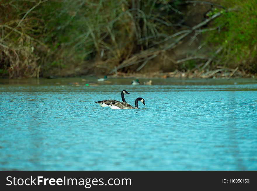 Photography of Two Ducks on Water