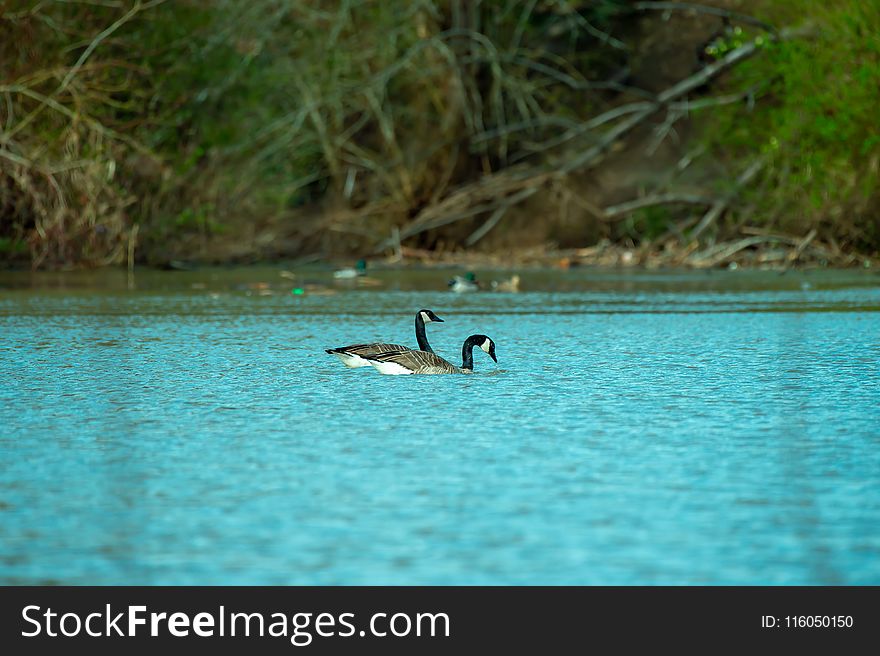 Photography Of Two Ducks On Water