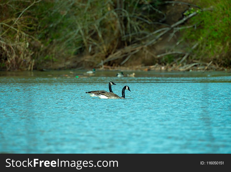Photography of Two Ducks On Water