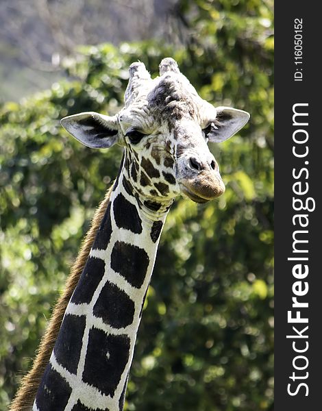Selective Focus Photography of Giraffe