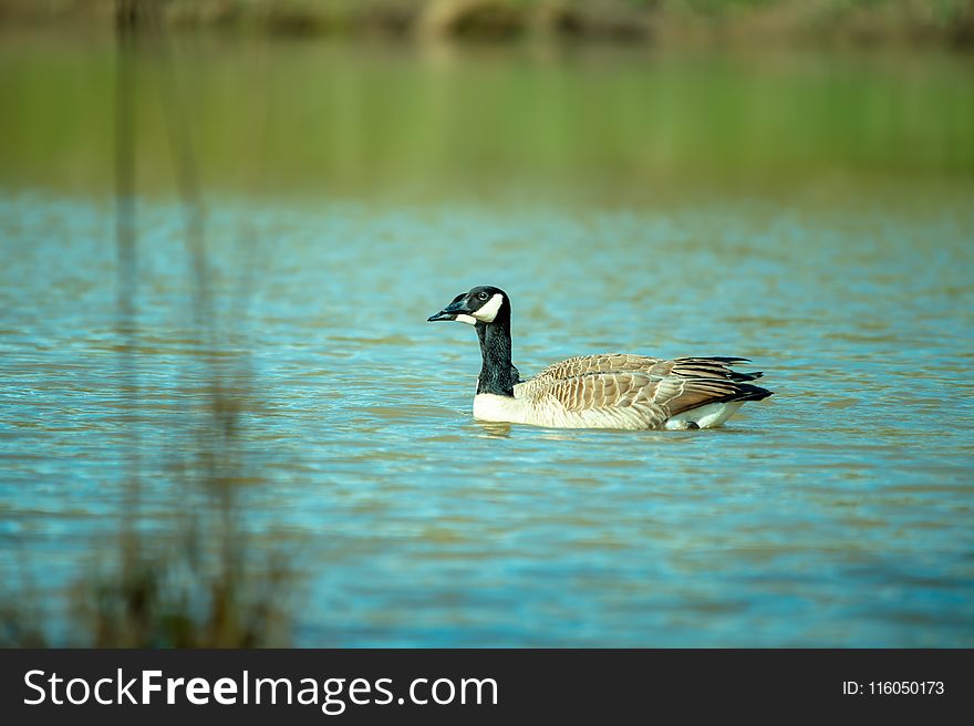 Photography of Goose On Water