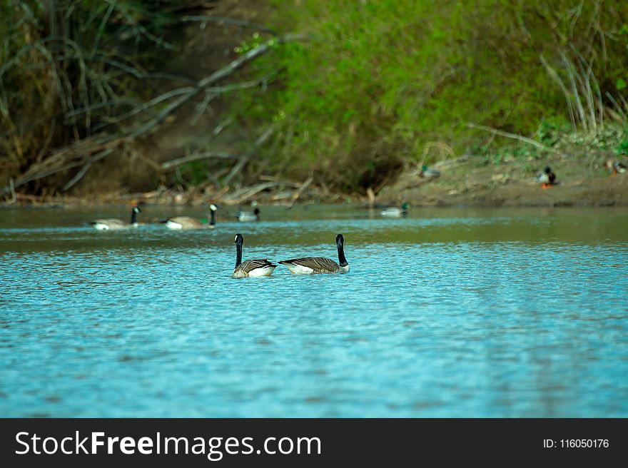 Photography of Ducks On Waterr