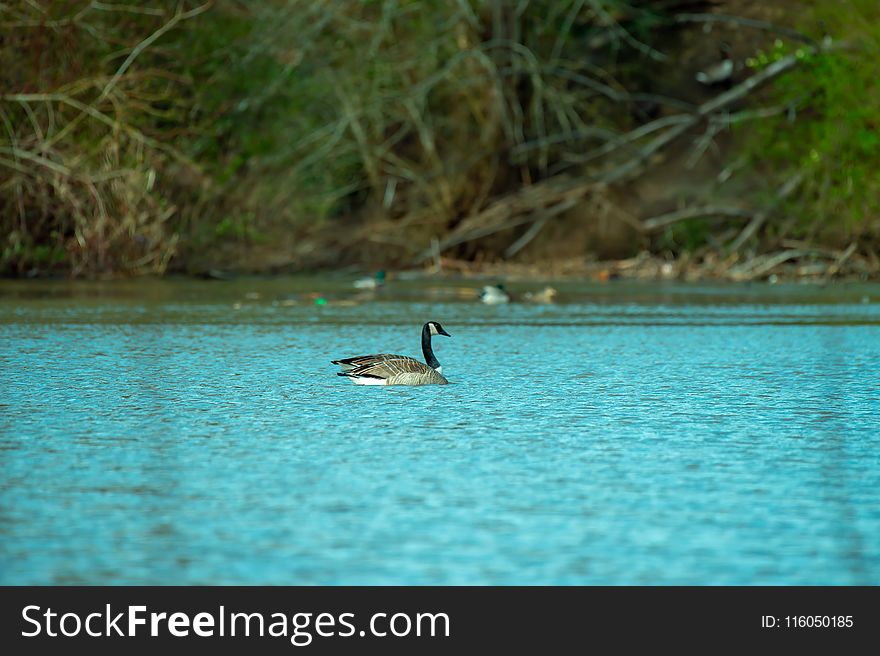 Photography of Duck on Water