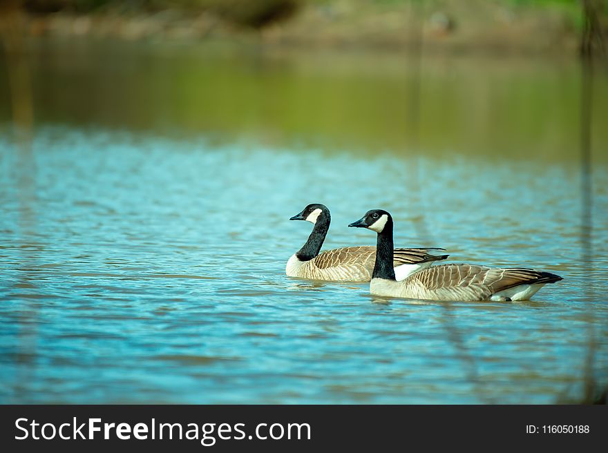 Photography of Two Ducks on Water