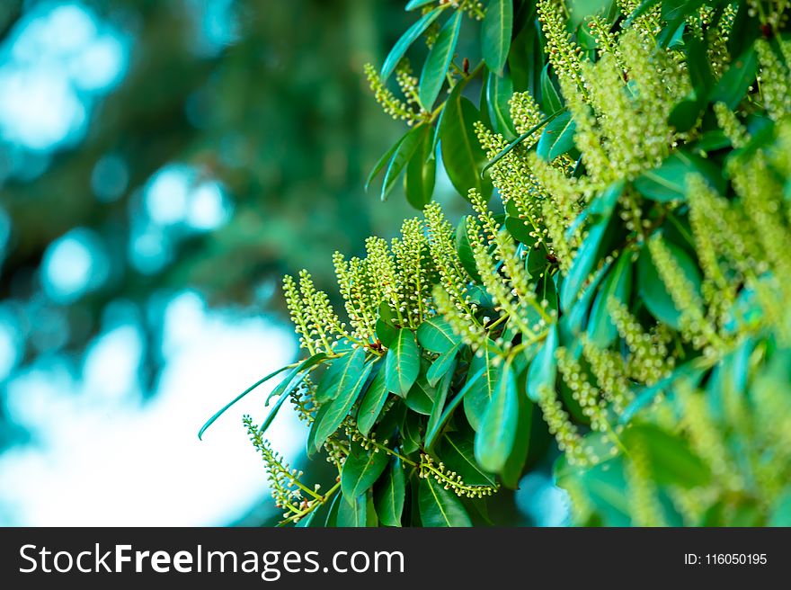 Close-Up Photography Of Green Leaves