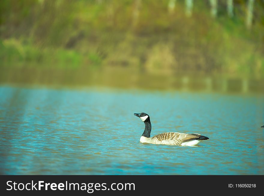 Close-Up Photography of Duck On Water