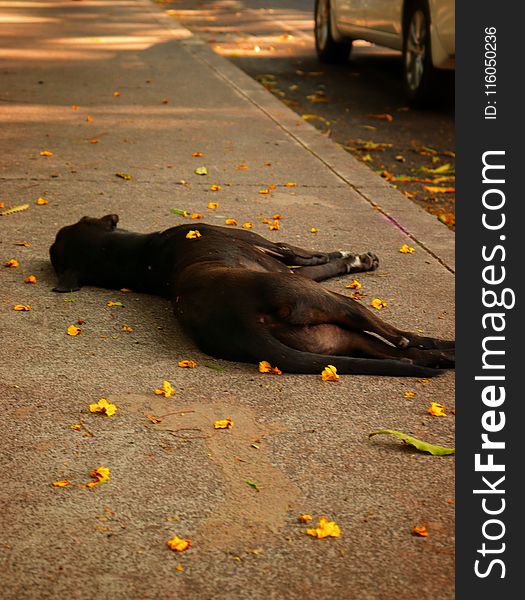 Medium Short-coated Black Dog Lying on Ground
