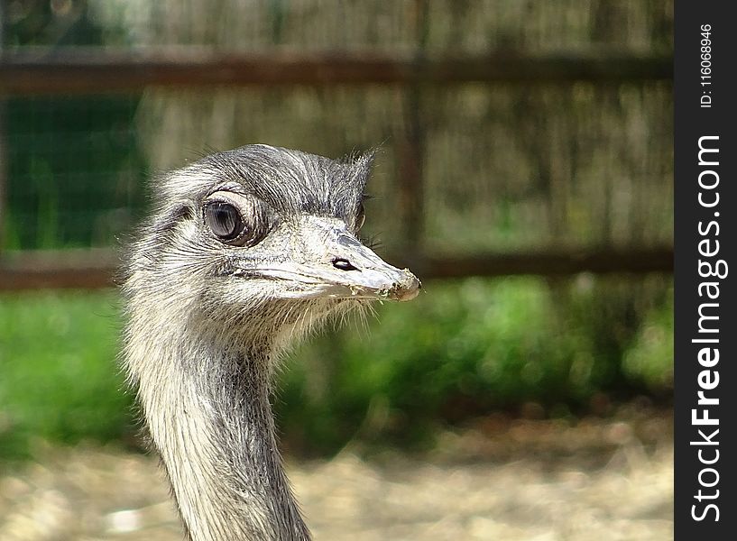 Ostrich, Beak, Fauna, Bird