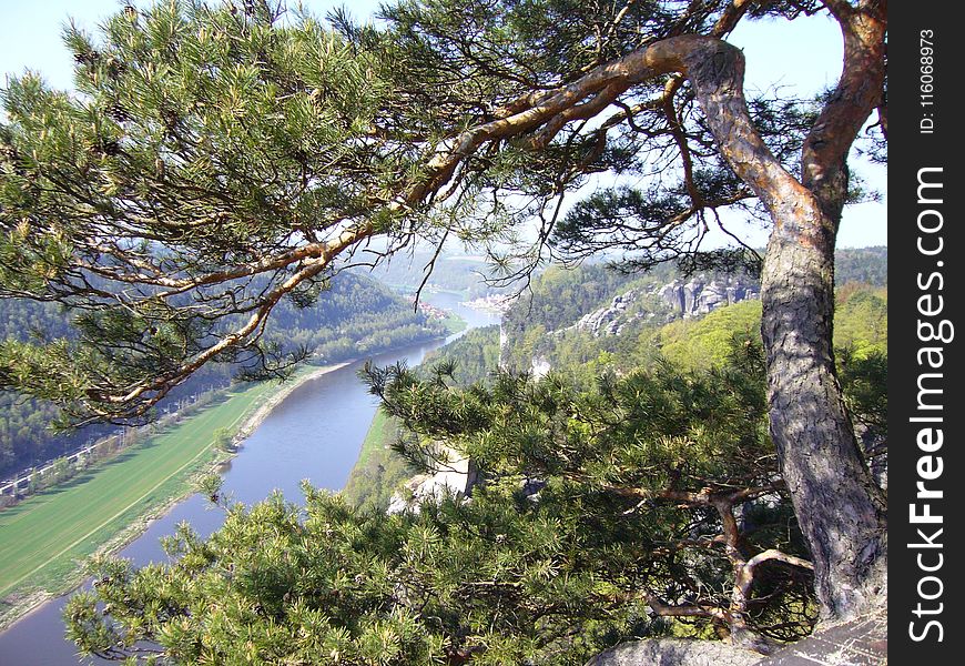 Tree, Vegetation, Ecosystem, Nature Reserve