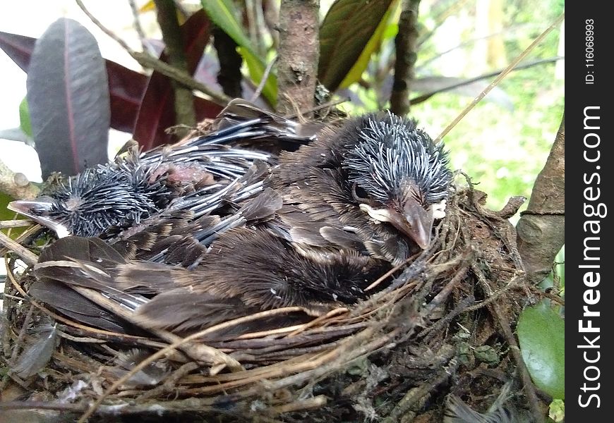 Bird Nest, Bird, Fauna, Beak