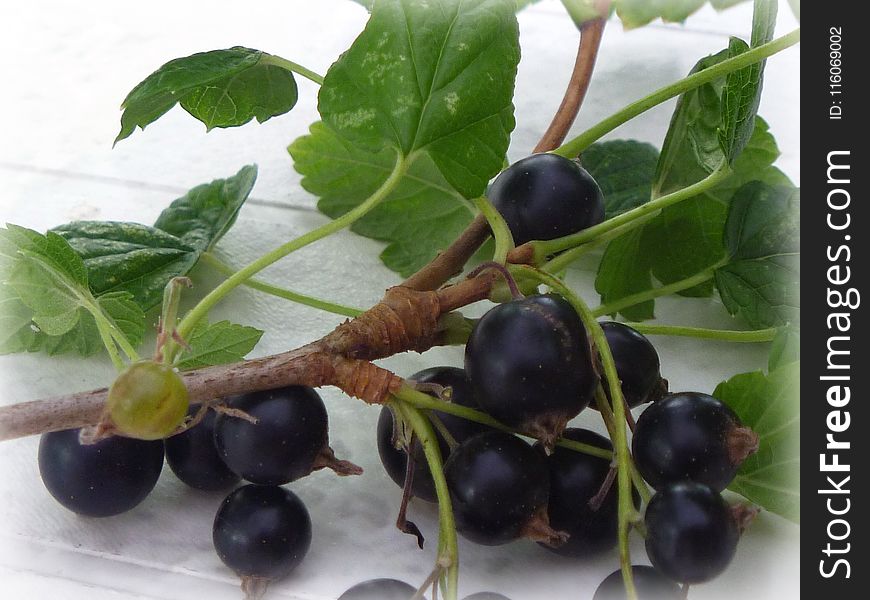 Gooseberry, Berry, Fruit, Plant