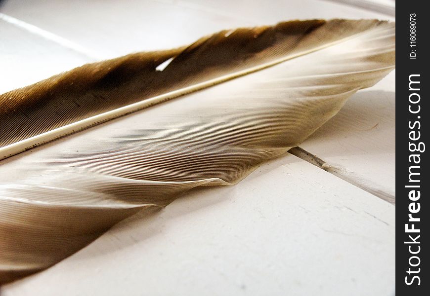 Feather, Close Up, Material