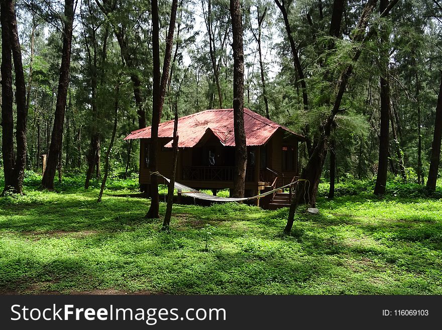 Nature Reserve, Forest, Tree, Hut