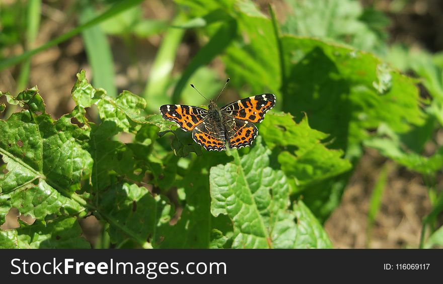 Butterfly, Moths And Butterflies, Insect, Brush Footed Butterfly