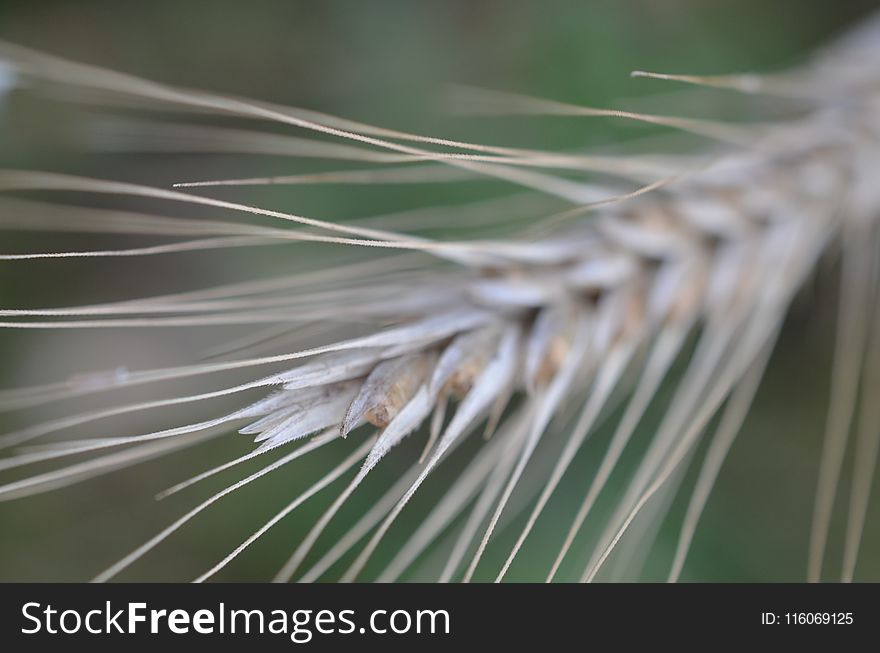 Close Up, Grass Family, Grass, Macro Photography