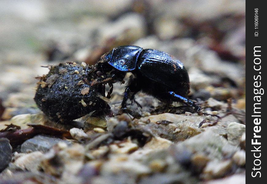 Insect, Dung Beetle, Beetle, Invertebrate