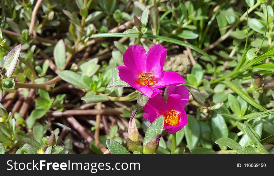 Plant, Flora, Flower, Flowering Plant