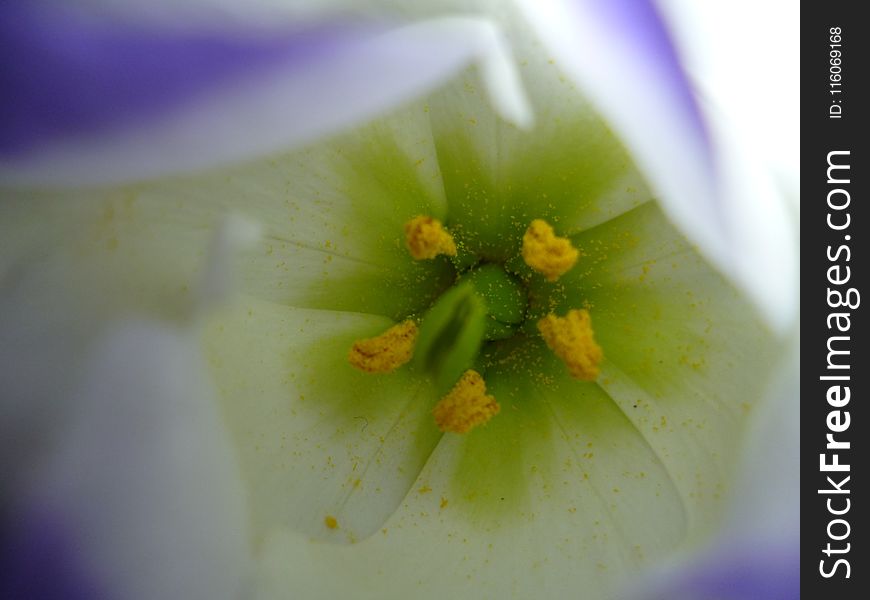 Yellow, Flower, Flora, Macro Photography