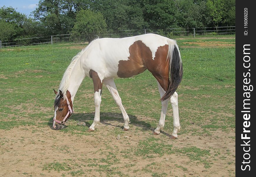 Horse, Pasture, Mare, Horse Like Mammal