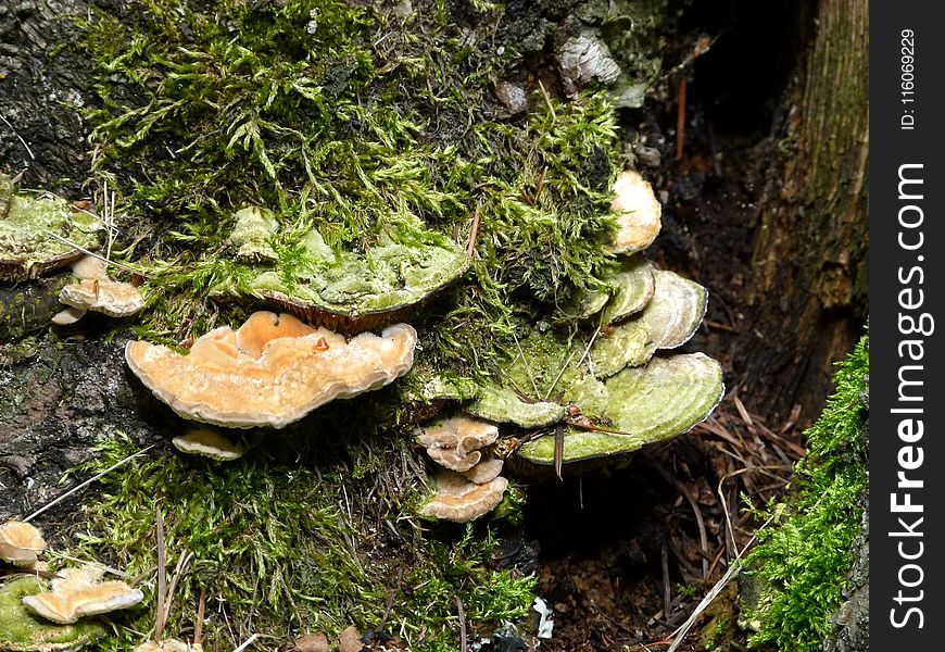 Fungus, Medicinal Mushroom, Oyster Mushroom, Mushroom