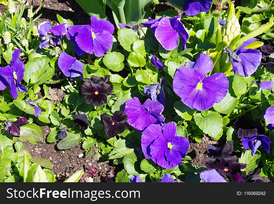 Flower, Plant, Purple, Flowering Plant