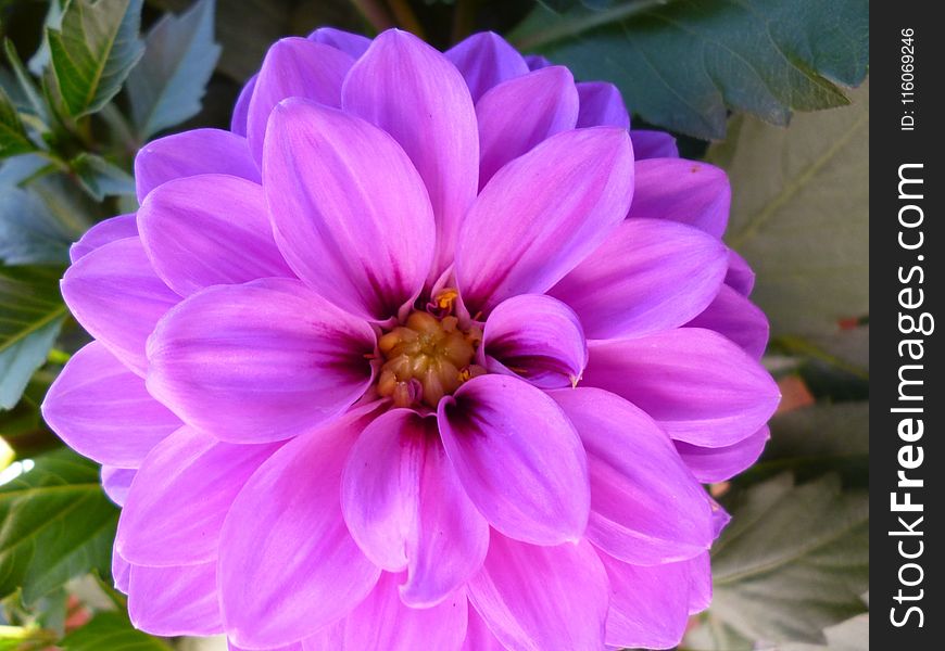 Flower, Purple, Plant, Flora