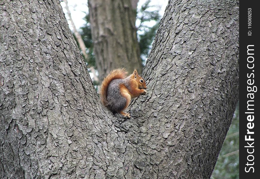 Squirrel, Fauna, Mammal, Tree
