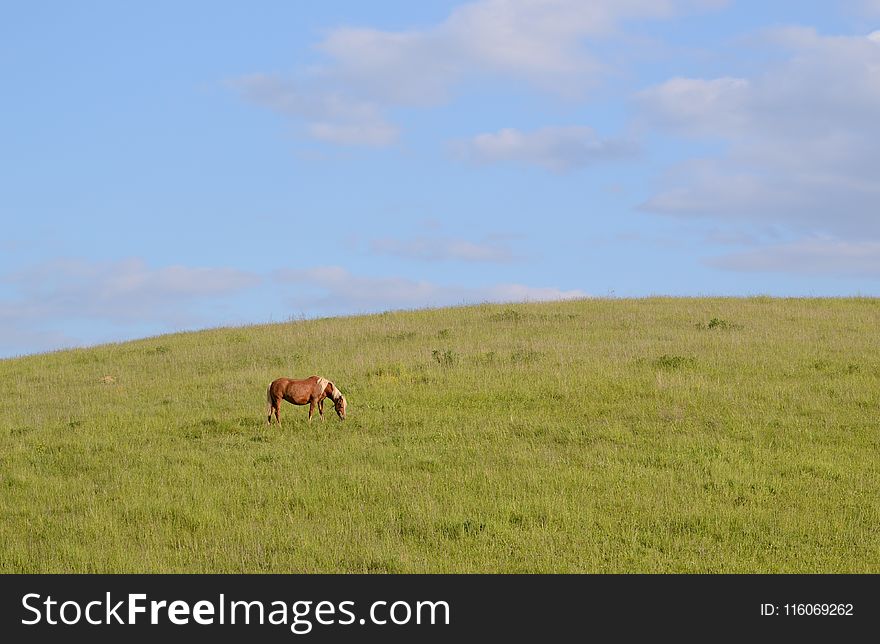 Grassland, Pasture, Prairie, Ecosystem