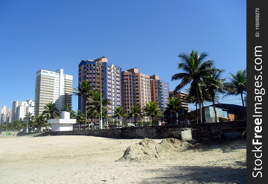 Condominium, Property, Beach, Palm Tree