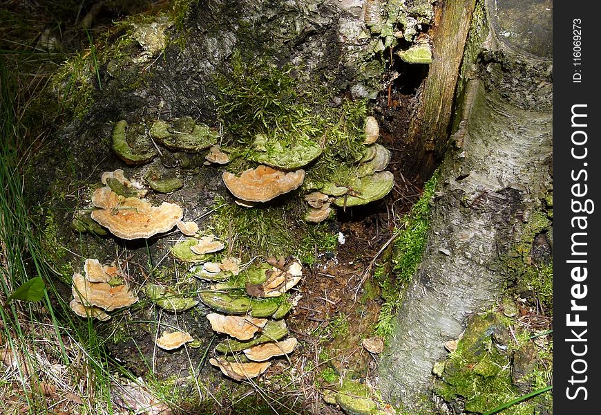 Fungus, Vegetation, Medicinal Mushroom, Oyster Mushroom