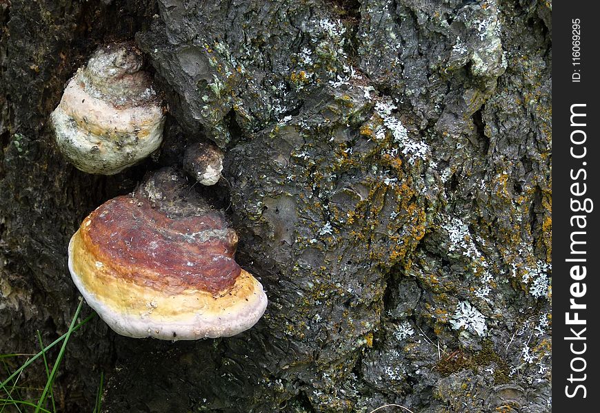 Fungus, Medicinal Mushroom, Rock, Hymenochaetales
