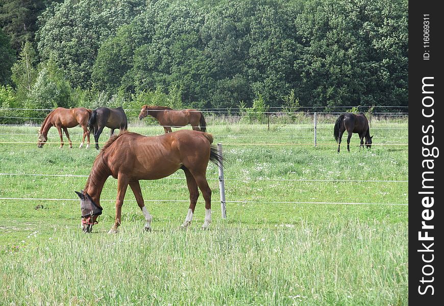 Pasture, Grassland, Ecosystem, Horse