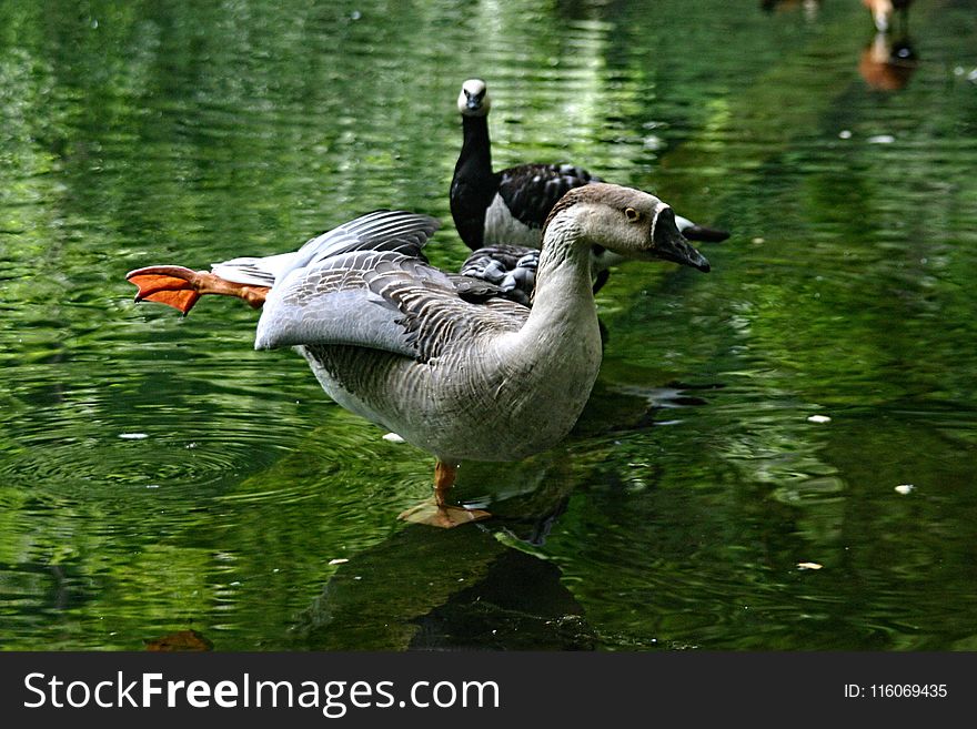 Bird, Water, Duck, Fauna