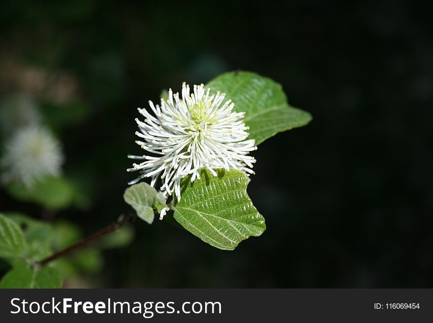 Leaf, Flora, Flower, Plant