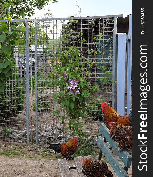 Chicken, Bird, Galliformes, Fauna