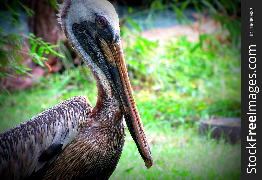 Beak, Fauna, Wildlife, Bird