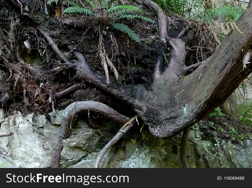 Tree, Vegetation, Nature Reserve, Plant