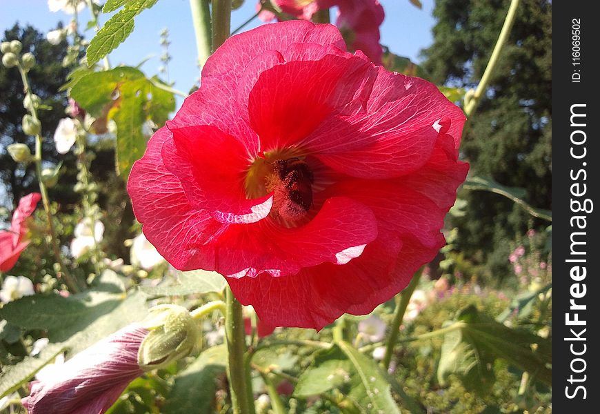 Flower, Flowering Plant, Plant, Hibiscus