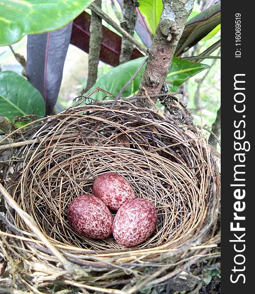 Bird Nest, Nest, Egg