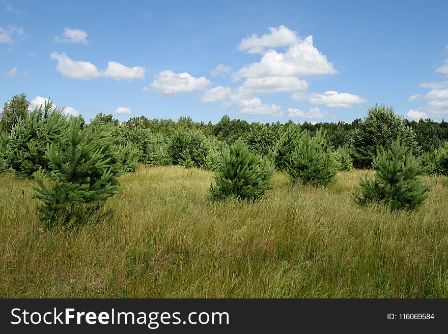 Grassland, Vegetation, Ecosystem, Prairie