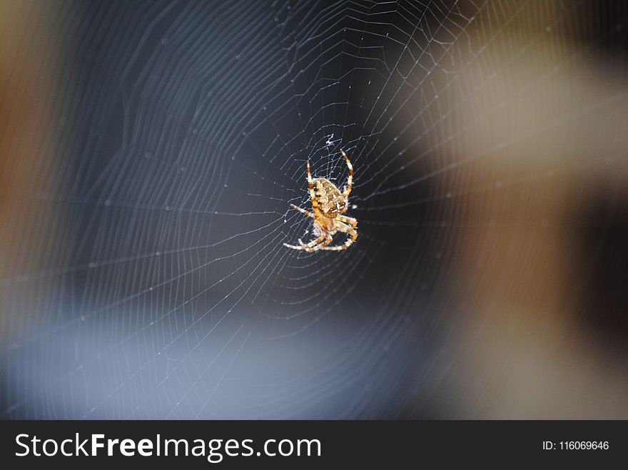Spider, Arachnid, Invertebrate, Spider Web