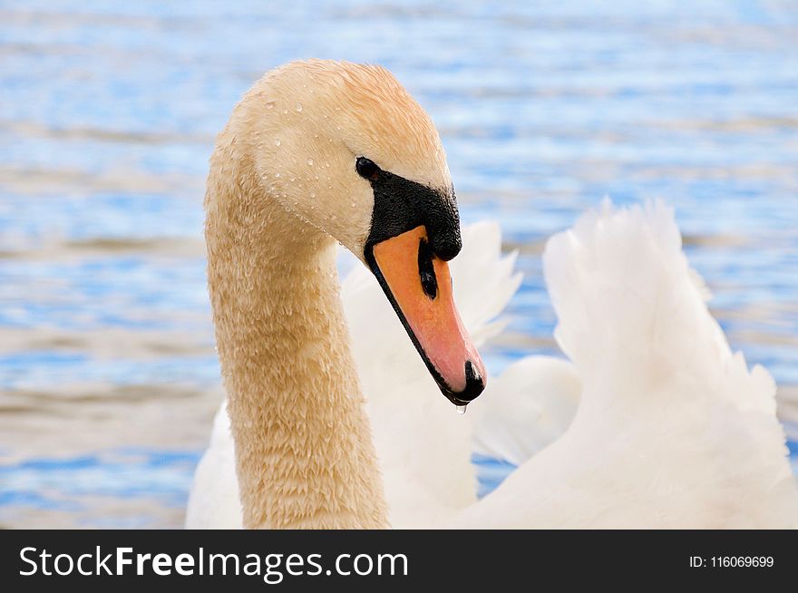 Swan, Bird, Beak, Water Bird